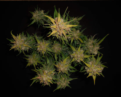 Lemon AK Autoflower Harzreiche Blütenstruktur