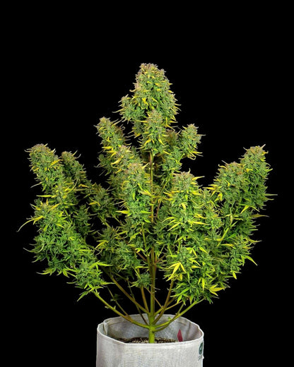 Lemon AK Autoflower von FastBuds Nahaufnahme