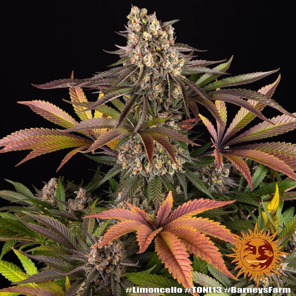 Barney’s Farm Limoncello Blüte mit Trichomen