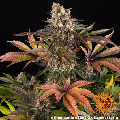 Barney’s Farm Limoncello Blüte mit Trichomen