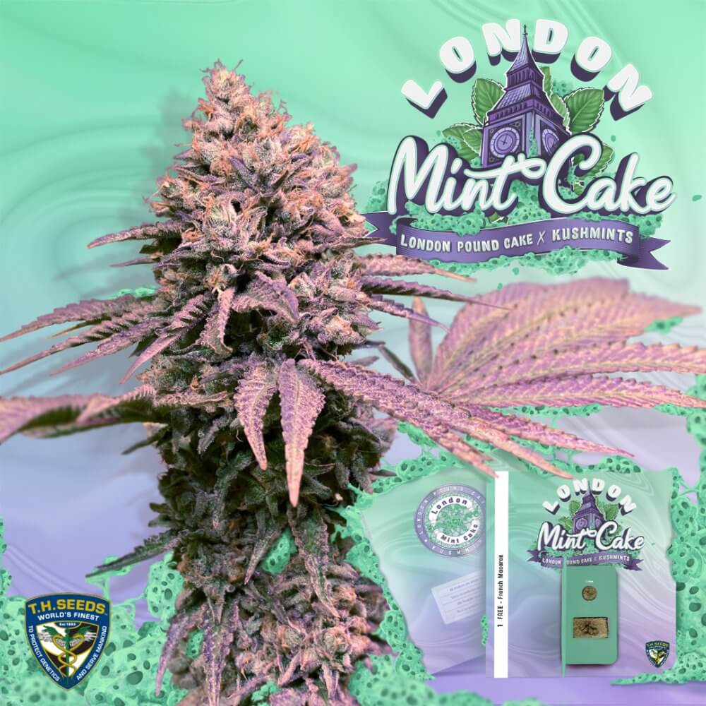 T.H.Seeds London Mint Cake Harzreiche Buds