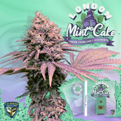 T.H.Seeds London Mint Cake Harzreiche Buds