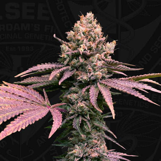 London Mint Cake von T.H.Seeds bei Pief-Leaf