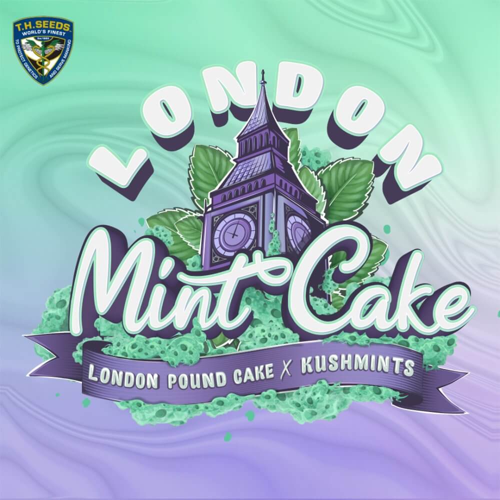 London Mint Cake Seedpack T.H.Seeds