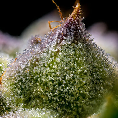 Barney’s Farm Mendo Breath Blüte mit Harz