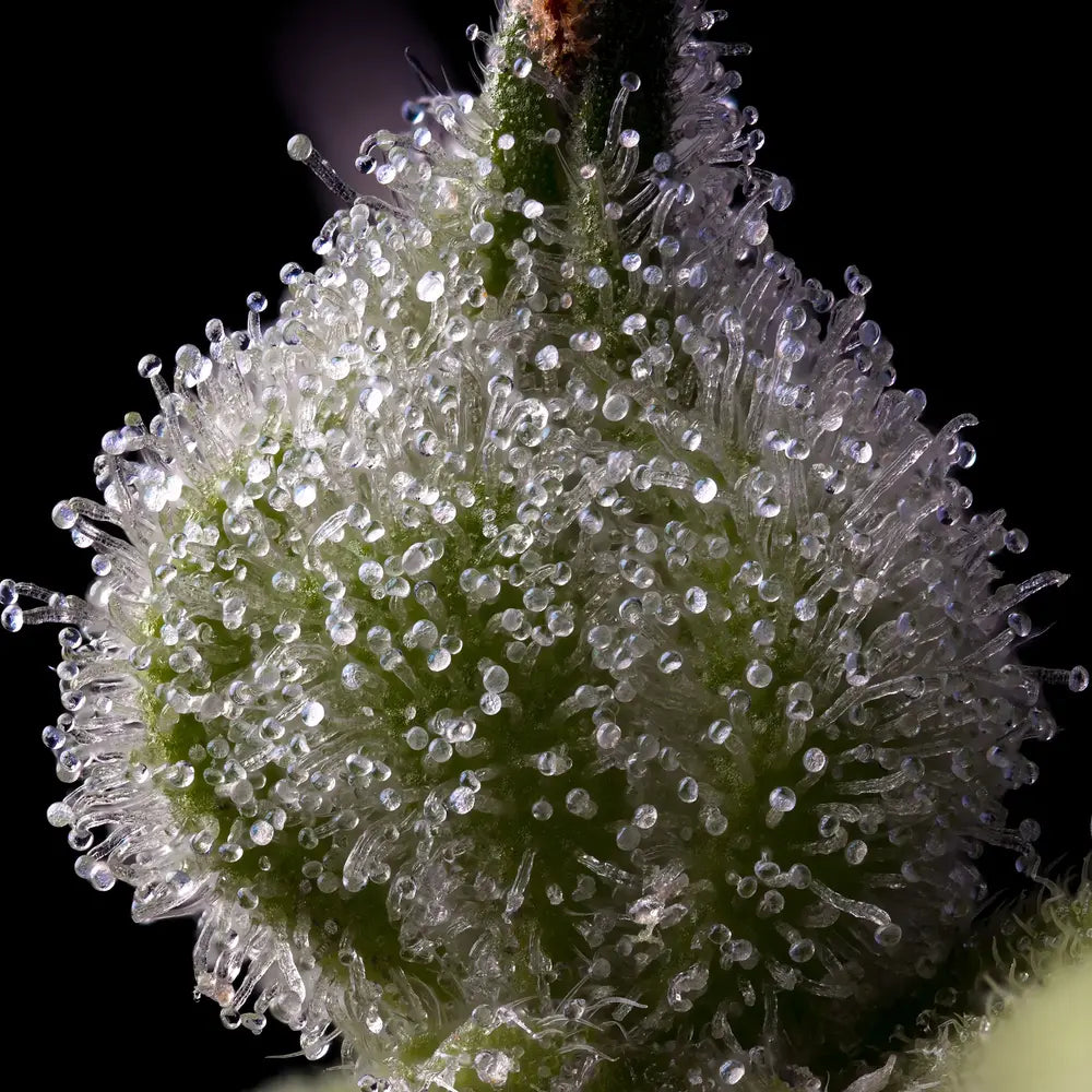 Mendo Breath Strain im Indoor-Grow