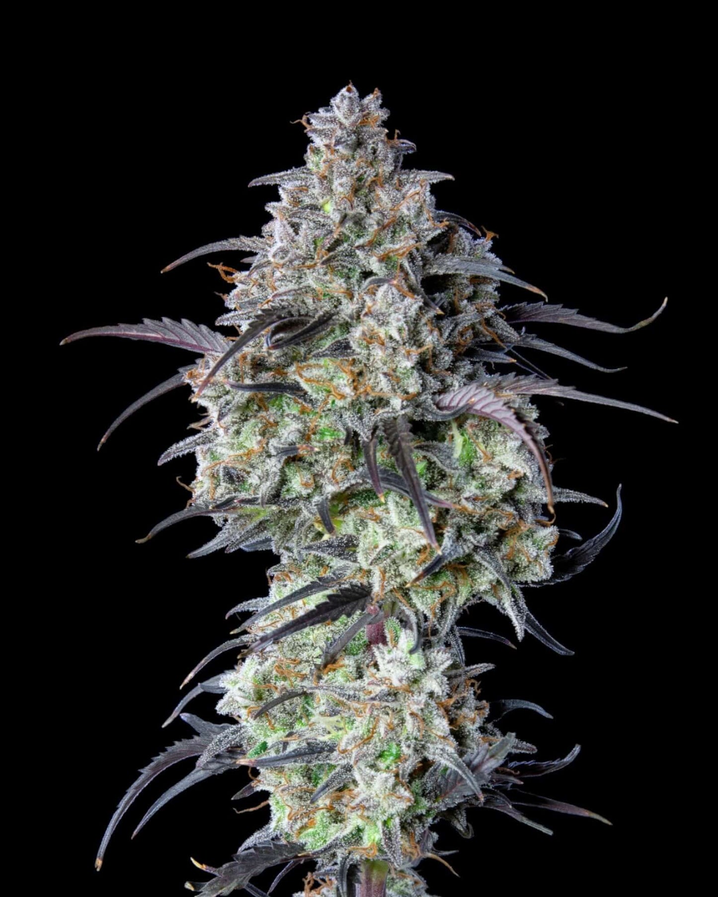 Mimosa Cake Autoflower Nahaufnahme der Buds