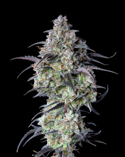 Mimosa Cake Autoflower Nahaufnahme der Buds