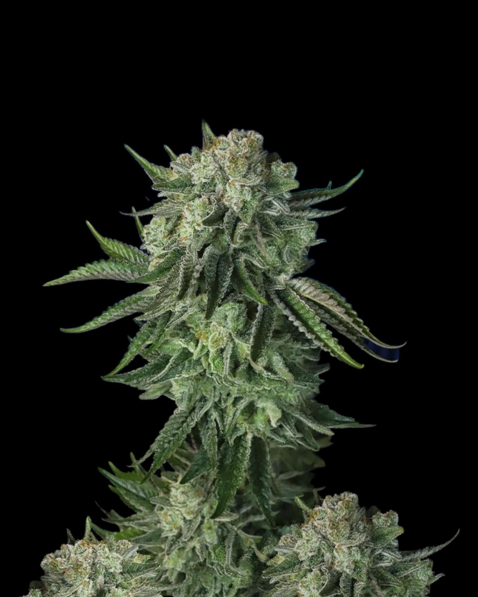 Moby Dick Auto von FastBuds – große Sativa-Autoflower