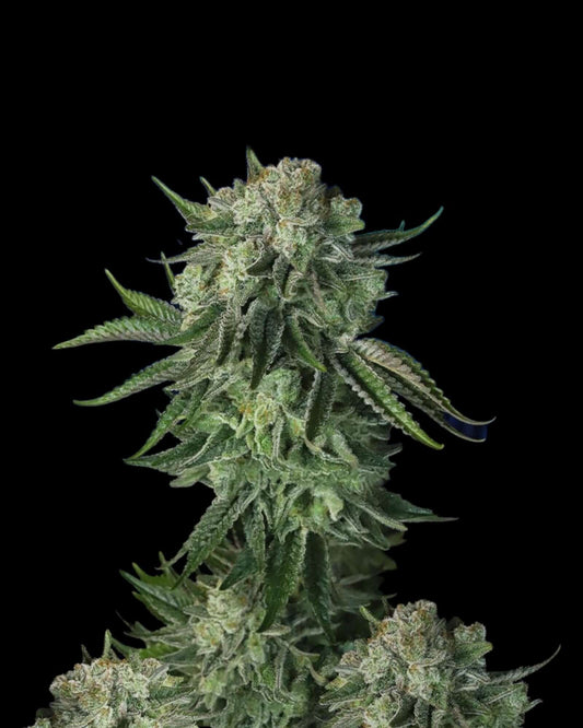 Moby Dick Auto von FastBuds – große Sativa-Autoflower