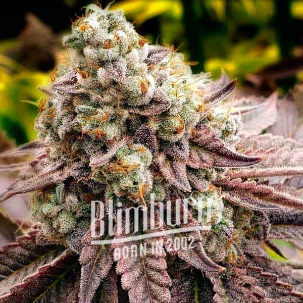 Motor Breath feminisierte Samen von Blimburn Seeds
