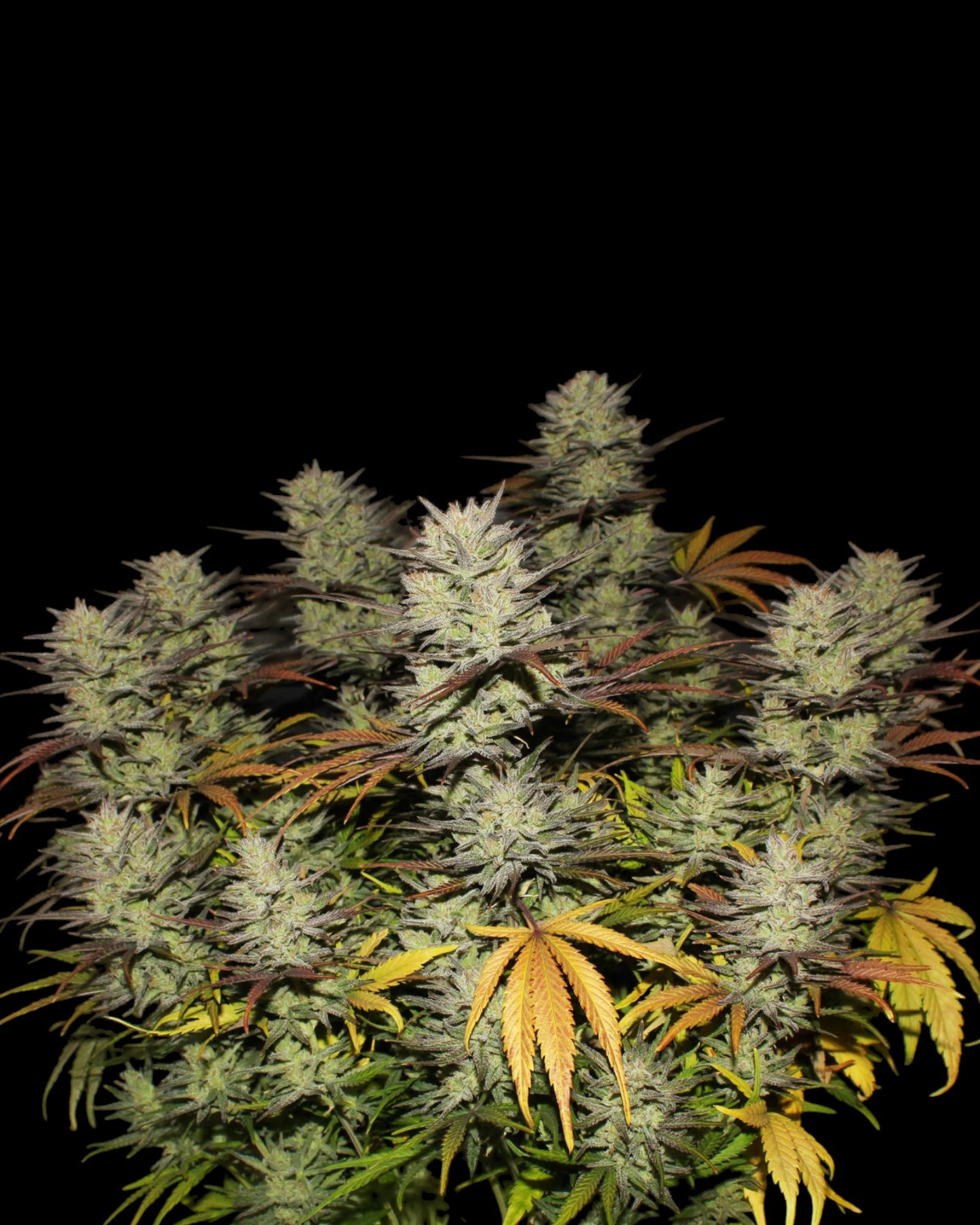 Northern Lights Auto von FastBuds – klassische Indica