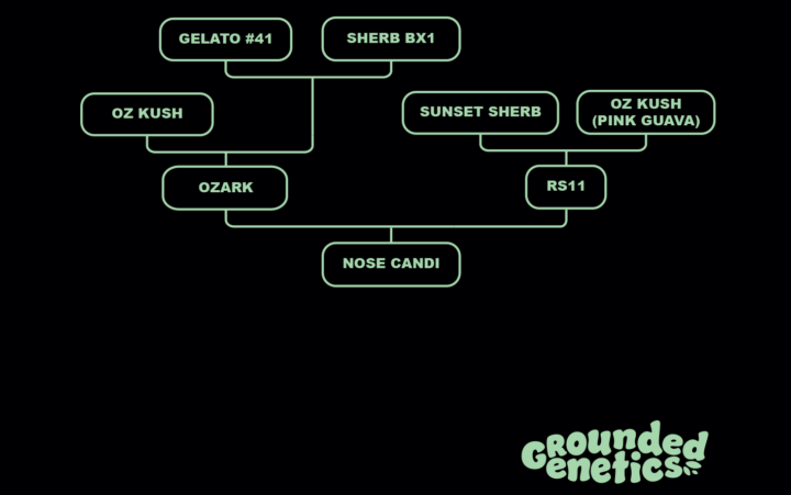Grounded Genetics - Nose Candi (Ozark x RS11) FEMINISIERT