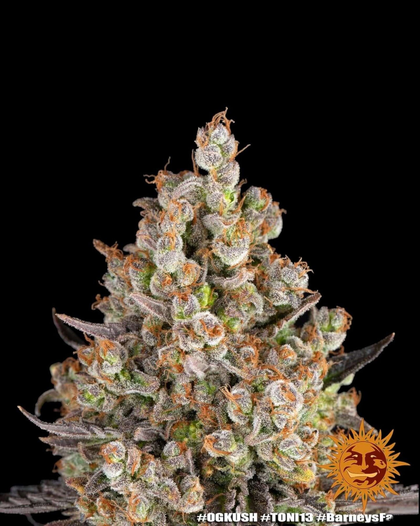 OG Kush Barneys Farm Indica-dominante Blüten