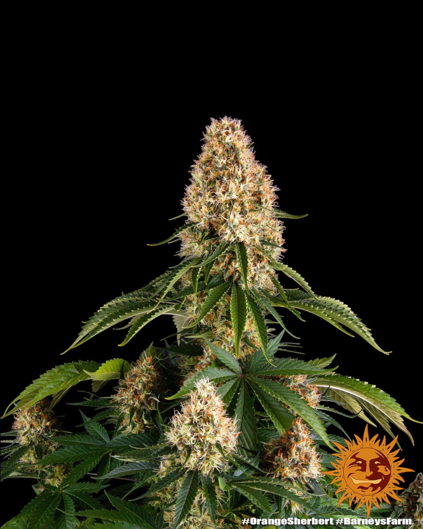 Orange Sherbert Strain mit fruchtigem Orangenduft
