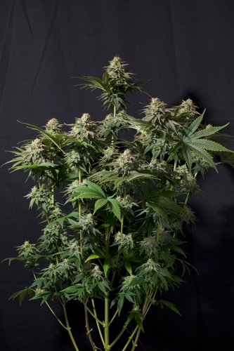Orange Sherbet FF Indoor-Grow mit Lichtreflexen