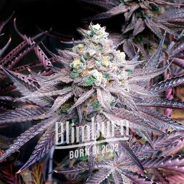 Peanut Butter Breath feminisierte Samen von Blimburn Seeds