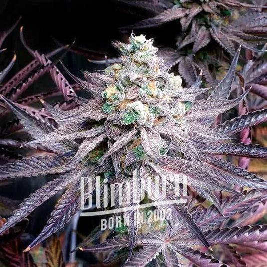 Peanut Butter Breath feminisierte Samen von Blimburn Seeds