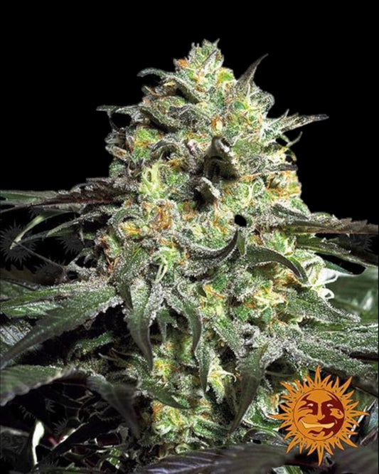 Peyote Cookies feminisierte Samen Barney’s Farm