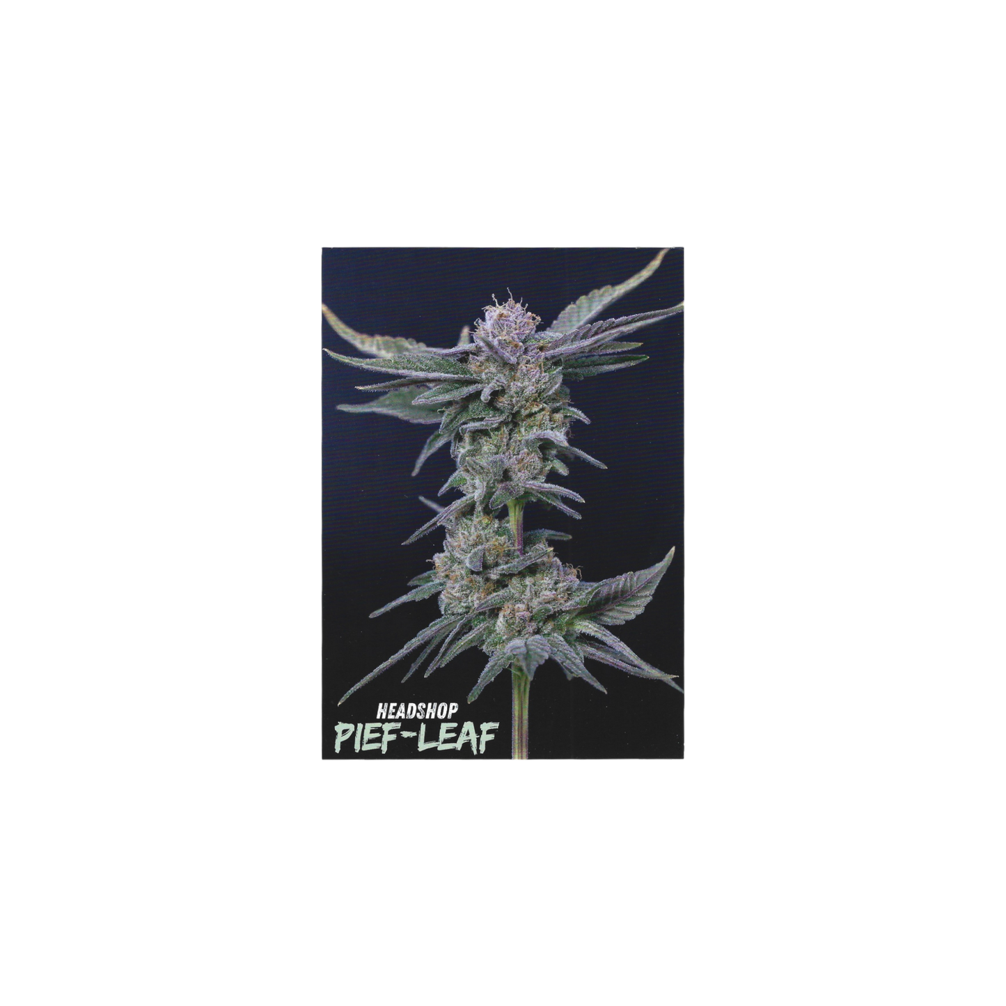 Pief-Leaf mischpappe flach