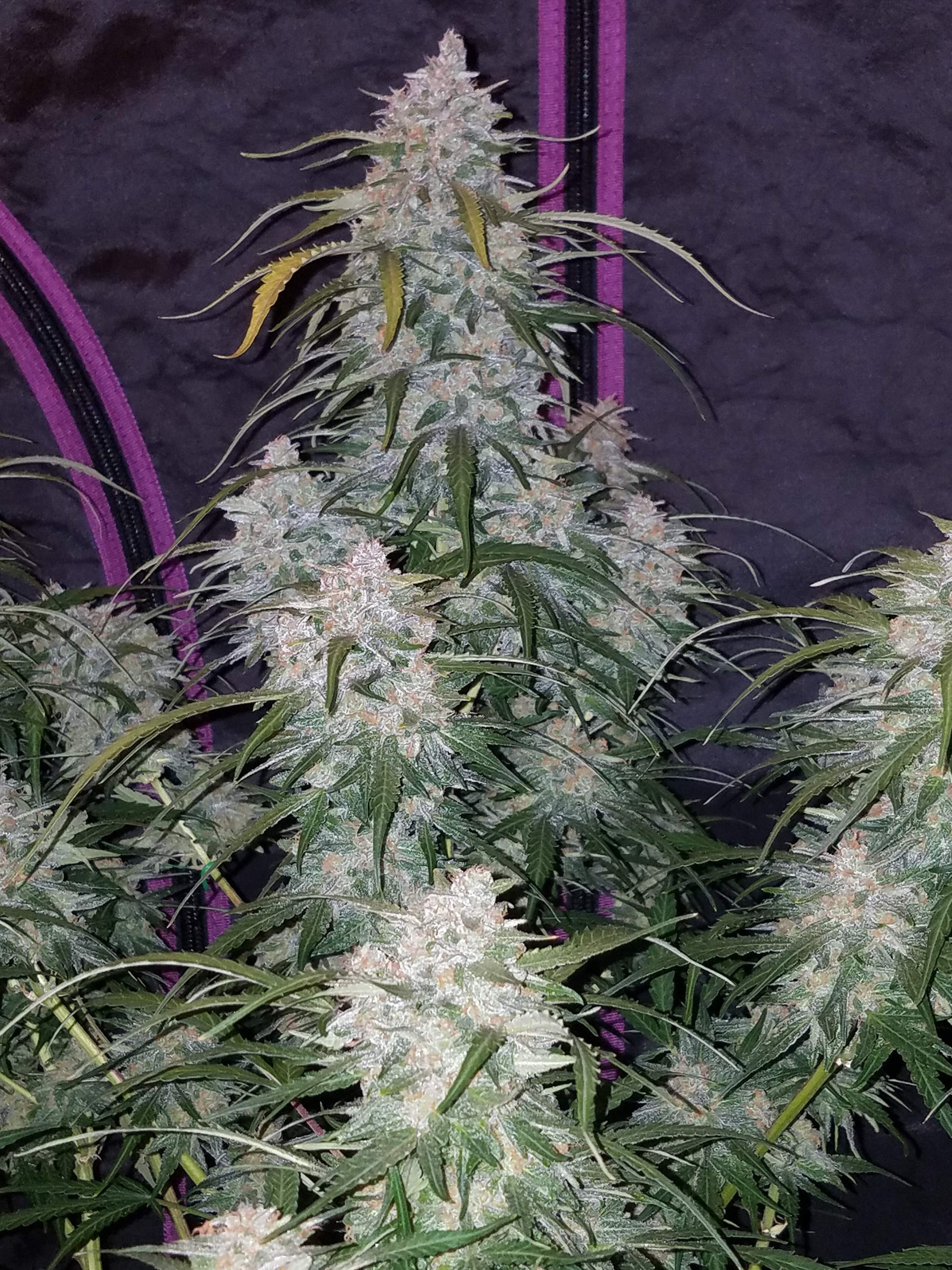 Pineapple Express Autoflower Buds Nahaufnahme