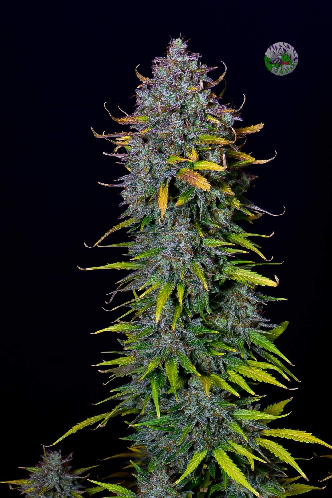 Pineapple Express Autoflower Samen von FastBuds