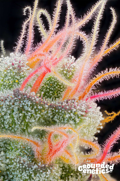 Pink Honey feminisierte Samen von Grounded Genetics