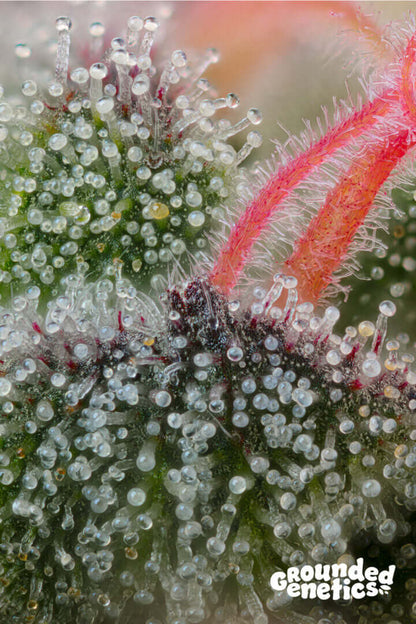 Pink Honey FEM Pflanze mit pinkfarbenen Blüten