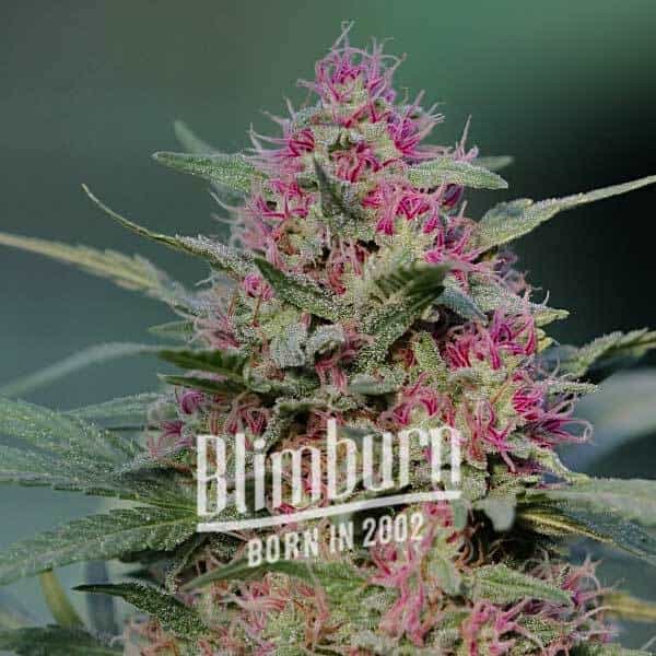 Pink Rozay feminisierte Samen von Blimburn Seeds
