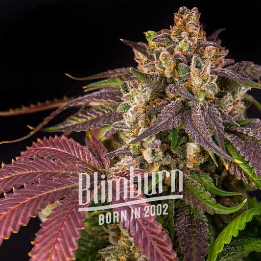 Pink Runtz feminisierte Samen von Blimburn Seeds