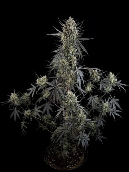 Pound Cake Autoflower dichte violette Buds mit Harz