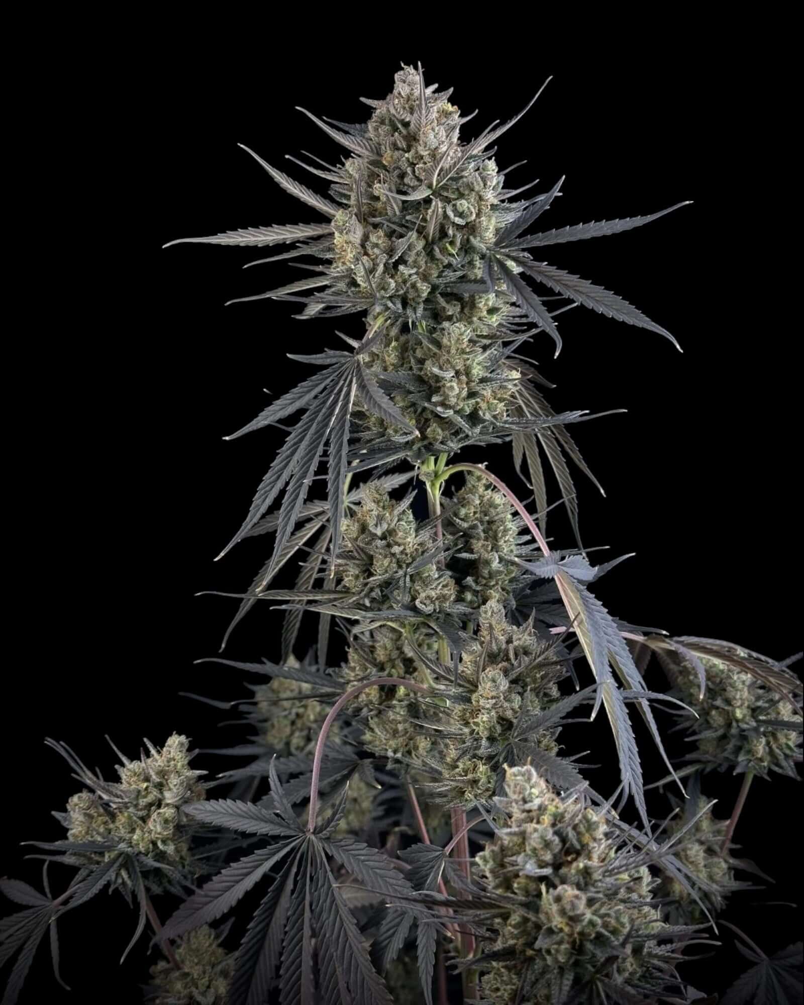 Pound Cake Autoflower Cannabis Samen Nahaufnahme