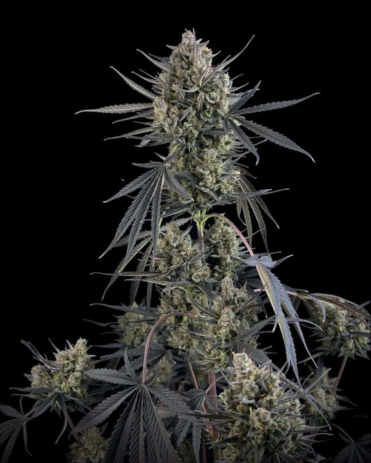 Pound Cake Autoflower Cannabis Samen Nahaufnahme