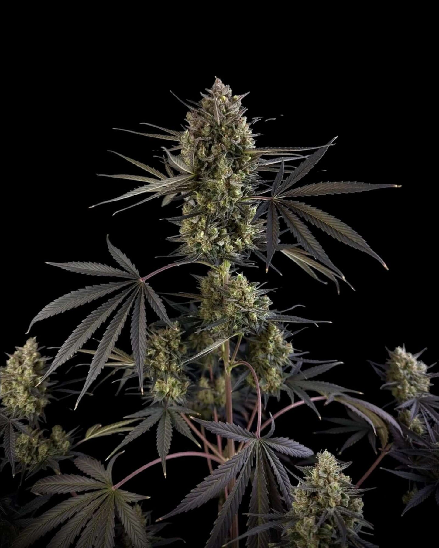 Pound Cake Autoflower Blüte mit orangefarbenen Stempeln