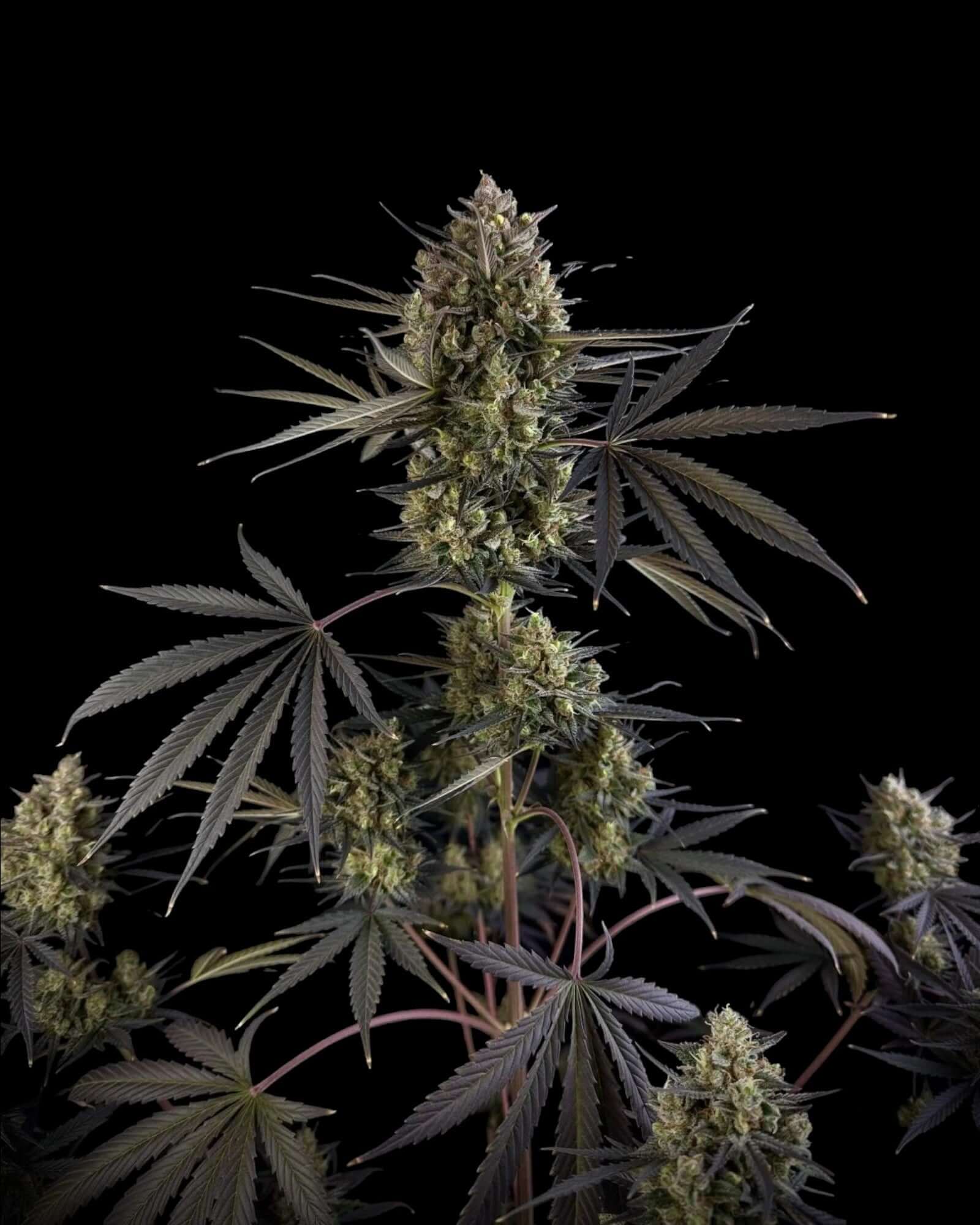 Pound Cake Autoflower Blüte mit orangefarbenen Stempeln