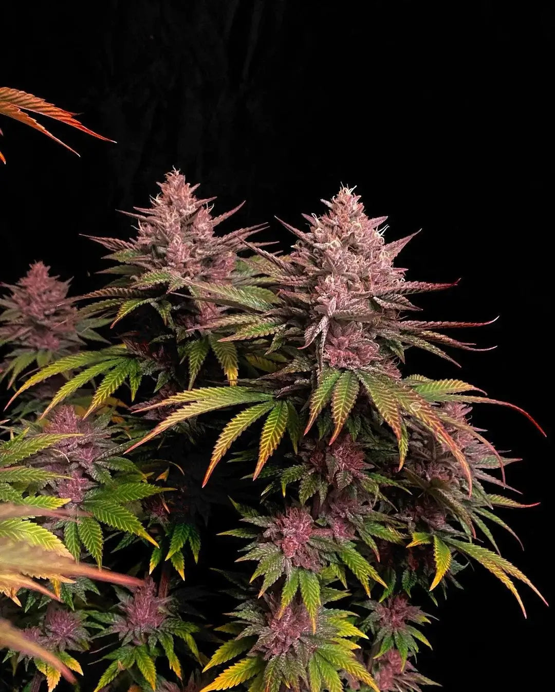 Purple Lemonade FF Blüte Nahaufnahme mit Harzschicht