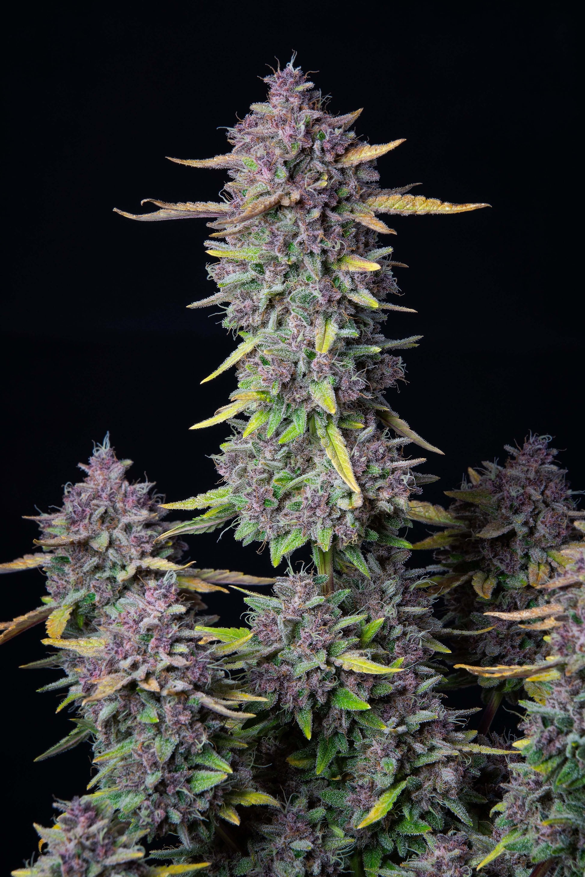 Purple Punch Autoflower Pflanze mit violetten Buds