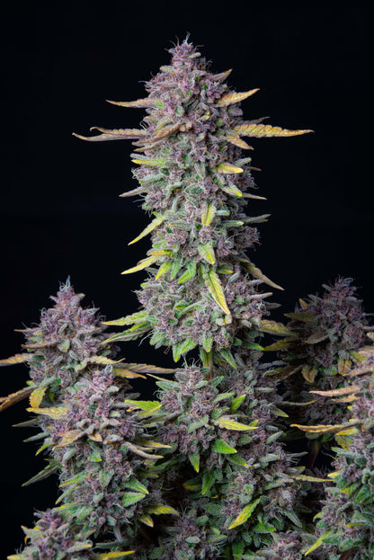 Purple Punch Autoflower Pflanze mit violetten Buds