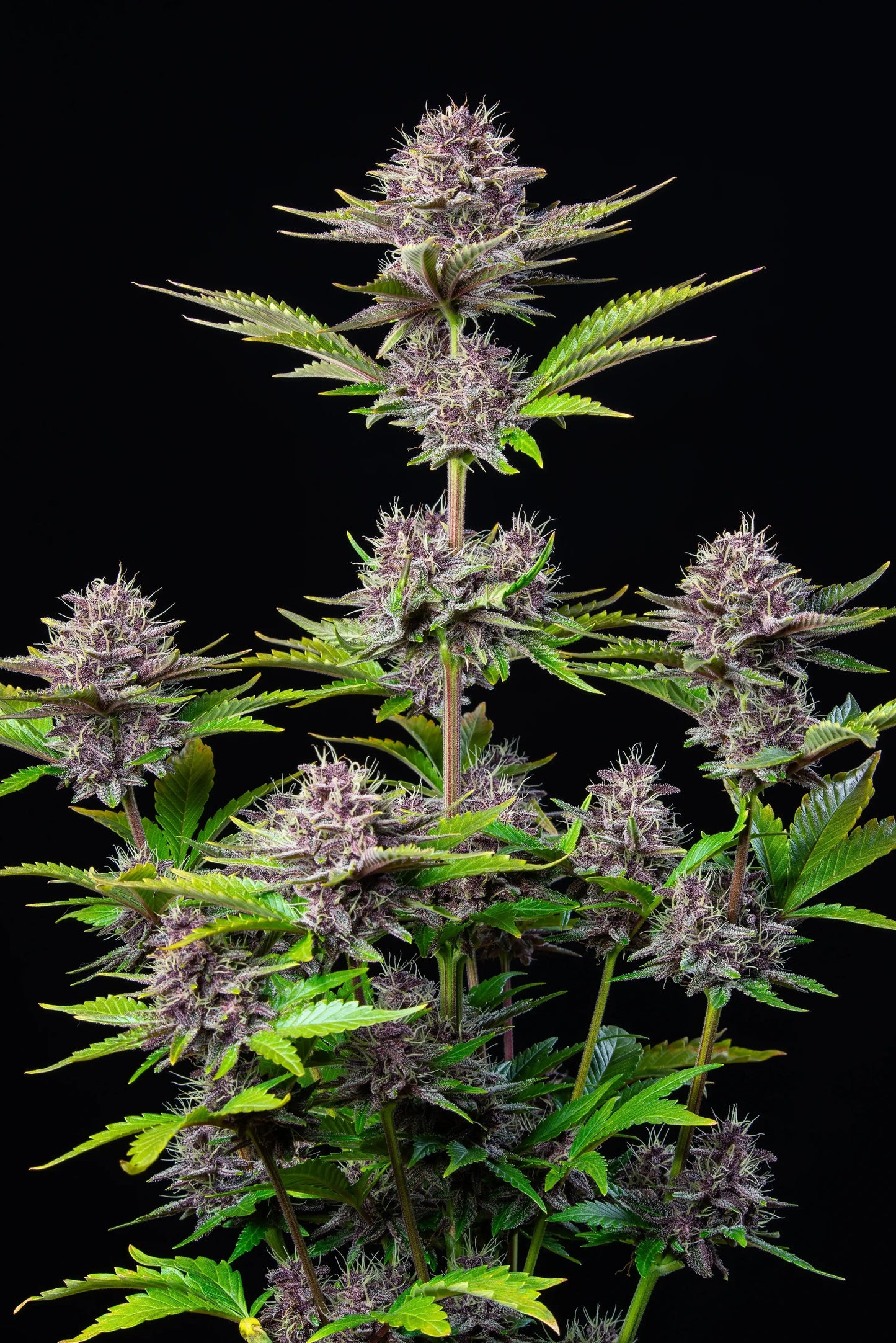 FastBuds Purple Punch Auto Blüte mit Trichomen