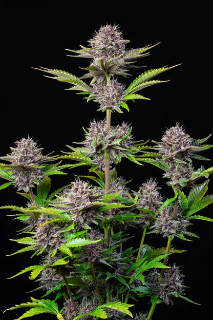 FastBuds Purple Punch Auto Blüte mit Trichomen