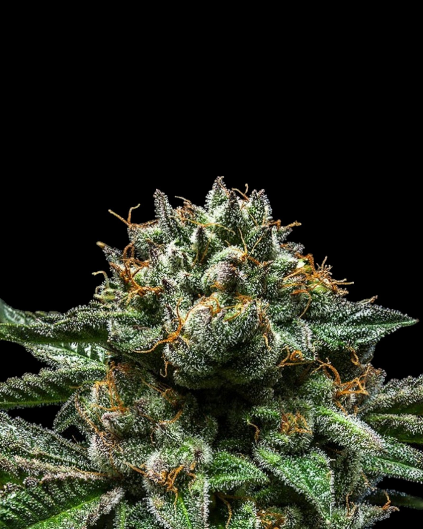 Ripper Seeds Chempie feminisierte Samen Makroaufnahme