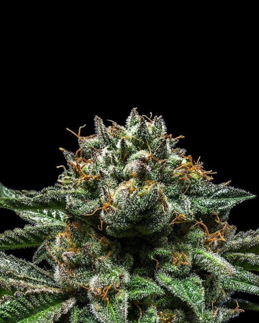 Ripper Seeds Chempie feminisierte Samen Makroaufnahme