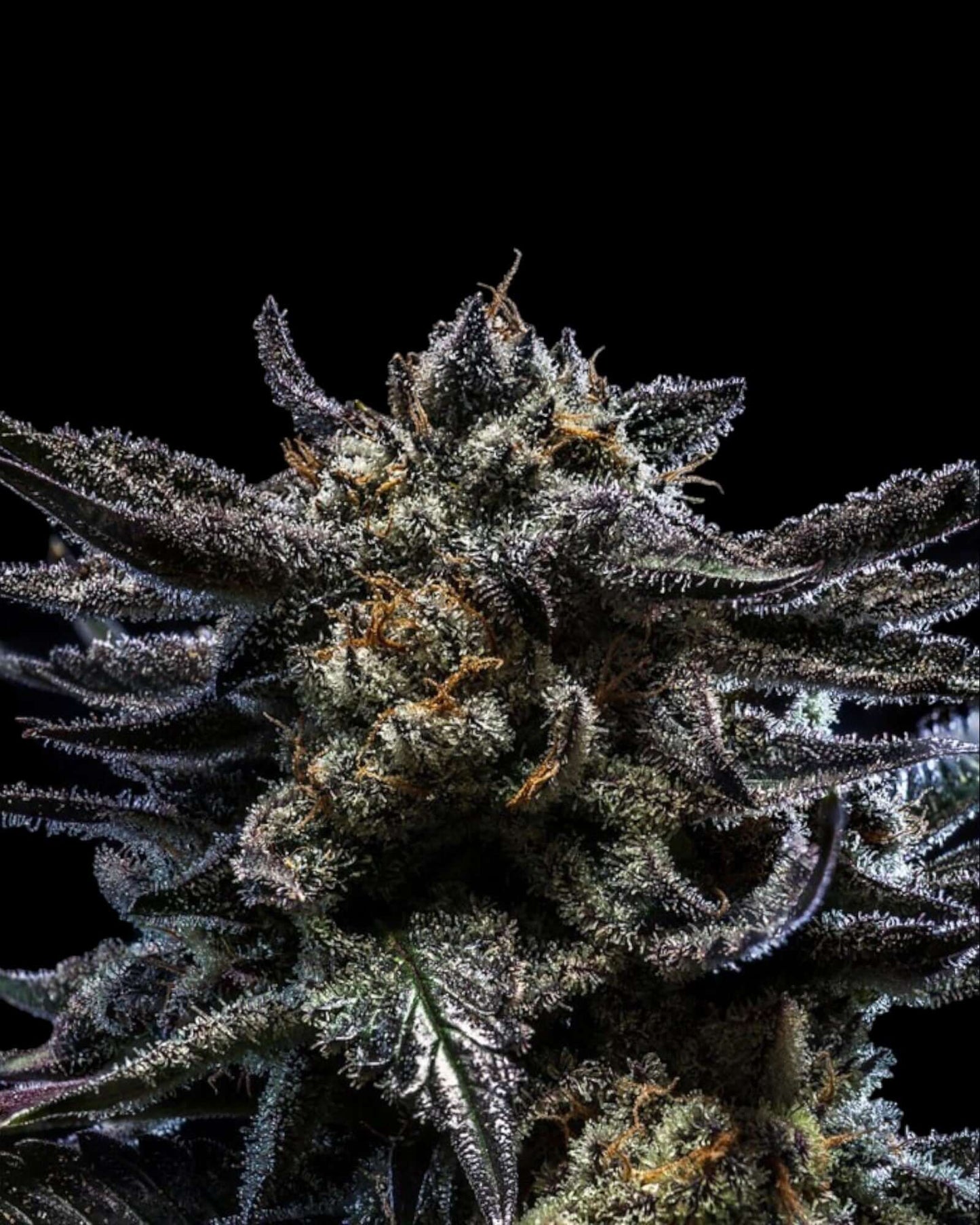 Ripper Seeds Zombie Kush feminisierte Cannabissamen Nahaufnahme