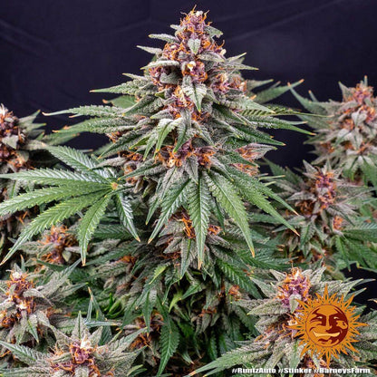 Runtz Autoflower Feminisiert mit fruchtigem Aroma