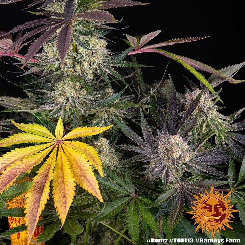 Runtz Strain Indoor-Grow bei Pief-Leaf®