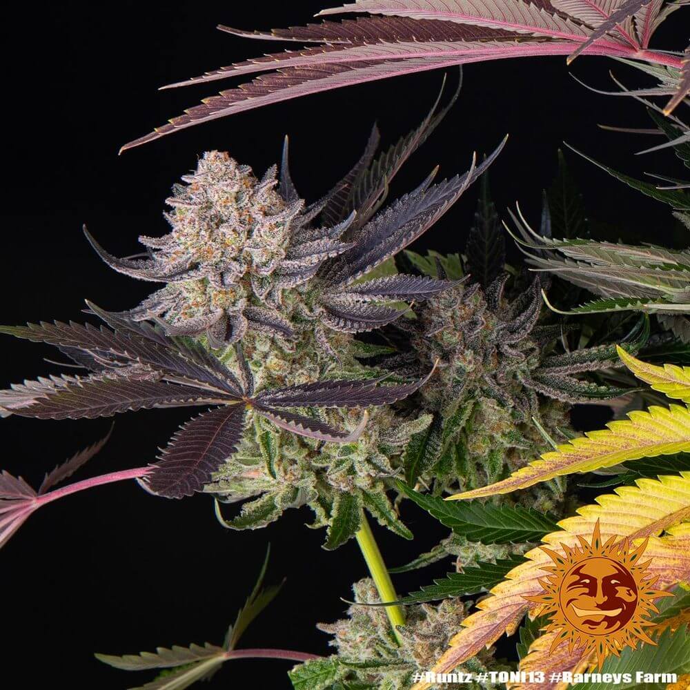 Runtz Pflanze mit dichten Blüten