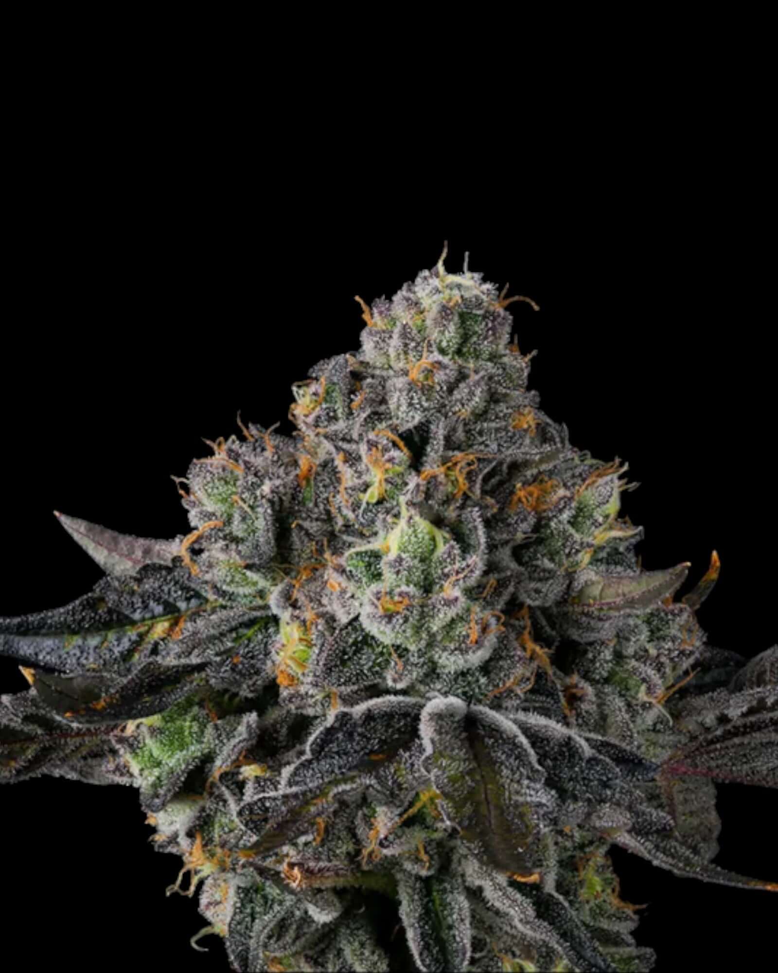 SHERBZ Zereal Milk x RS11 Blüten