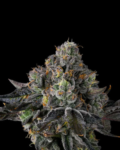 SHERBZ Zereal Milk x RS11 Blüten