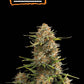 Seedstockers SUPER SKUNK AUTOFLOWER