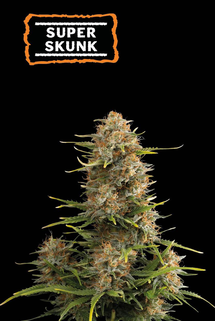 Seedstockers SUPER SKUNK AUTOFLOWER